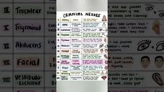 Cranial nerve by medical 2.0