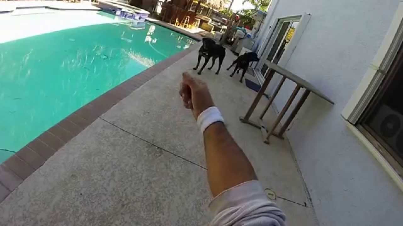 BEWARE OF DOGS! ...YO!