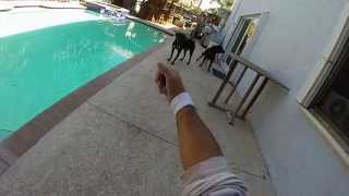 Beware Of Dogs yo