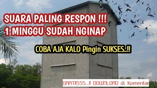 Ternyata SUARA WALET INI YANG MEMBUAT gedung WALET SUKSES