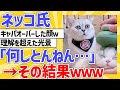 【2ch動物スレ】ネッコ「何しとんねん…」理解を超えた結果ｗｗｗ