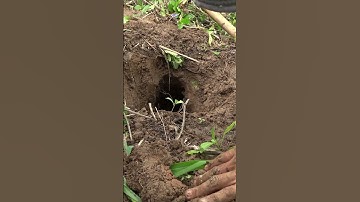 Con Rắn Sống Con Rắn Chết #sanbat #daohangbatran #shots