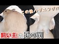 うさぎが飼い主の足の間で遊んでたらハプニング発生!?