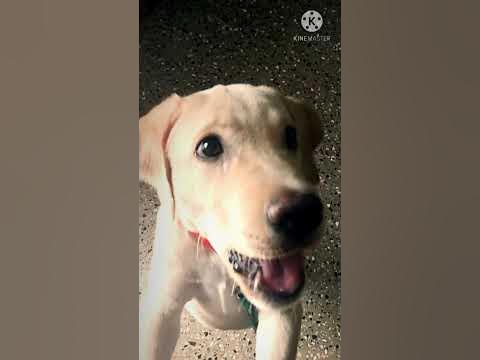 Rocky🐕Jumping for treat #doglover🔥🔥