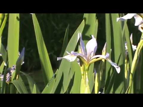 Iris versicolor (blue iris): Go Botany