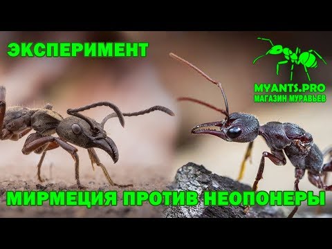 Vidéo: Investigation Peptidomique Du Venin De Neoponera Villosa Par Spectrométrie De Masse à Haute Résolution: Variations Saisonnières Et De L'habitat De Nidification