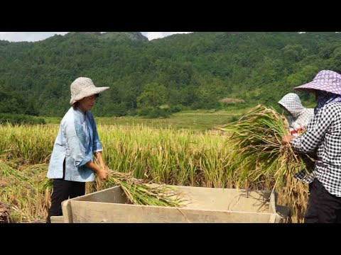 水稻的一生   重稻粒  到米粒  （水稻150天的生长）