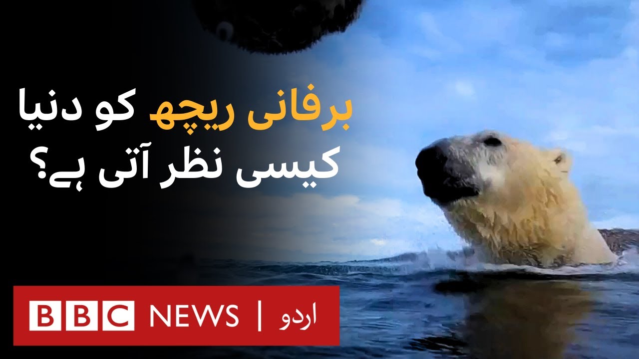 Watch Life Through The Eyes Of A Polar Bear BBC URDU YouTube watch-life-through-the-eyes-of-a-polar-bear-bbc-urdu-youtube