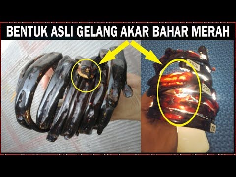 GELANG AKAR BAHAR MERAH NAGA TEMBUS CAHAYA. 