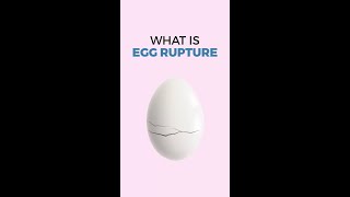 What is Egg Rupture mean?