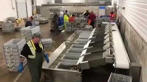 Weight Grader for lobster YGW LB350F8D in Canada