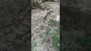 Download Lagu Rumput yang bandel #motivasiberkebunsayuran MP3