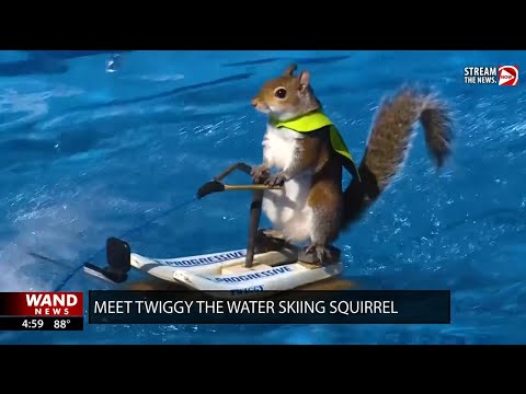 Meet Twiggy the water skiing squirrel