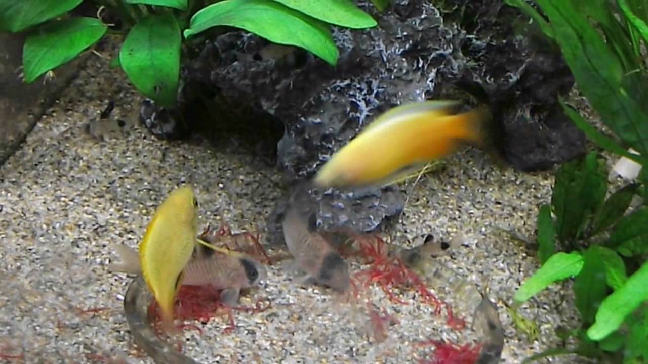 アクアリウム アカムシに群がるメダカ アカヒレ ゴールデンハニードワーフグラミー コリドラス エビ Youtube