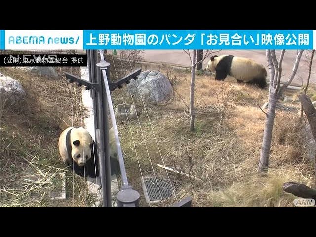 パンダのシンシンとリーリー お見合い 映像公開 21年3月6日 Youtube