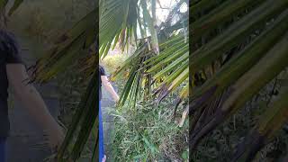 She showed me her amazing palm 🌴  garden on. this 🏝  island in Canada 🇨🇦