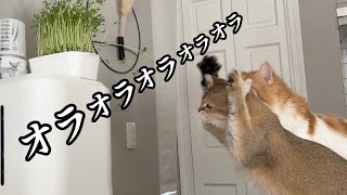 家にきて1年になるのに家のいたるものにオラつく猫がひどすぎたw