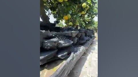 Bưởi Cảnh tết