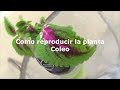 Como Reproducir la planta Coleo