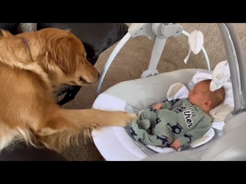 Is This Dog Is The World's Greatest Babysitter? | Funniest Pets Of The Week