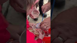 Bay City Western Middle School students release salmon into Kawkawlin River