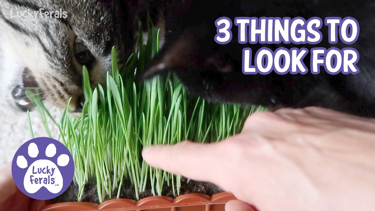 How To Buy Cat Grass * S4 E9 * 3 Things To Look For!