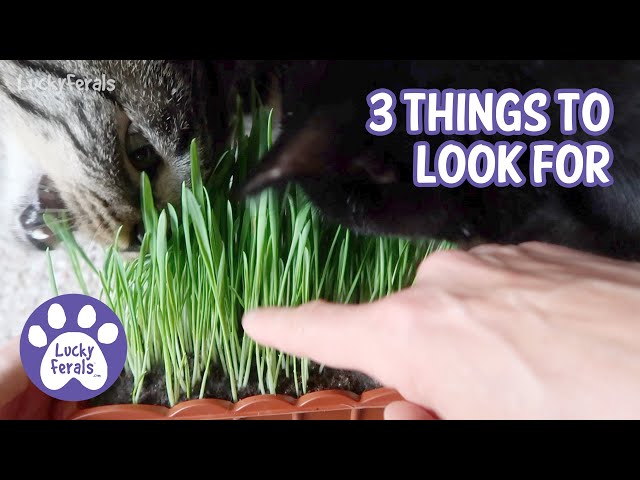 How To Buy Cat Grass * S4 E9 * 3 Things To Look For! - YouTube