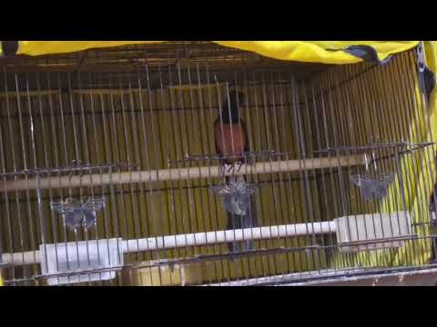 Gacor trah juara event ring jonath mhjr full materi cililinan faseh bakalan mewah banget harga 2000