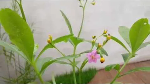 Como preparar planta língua de vaca?