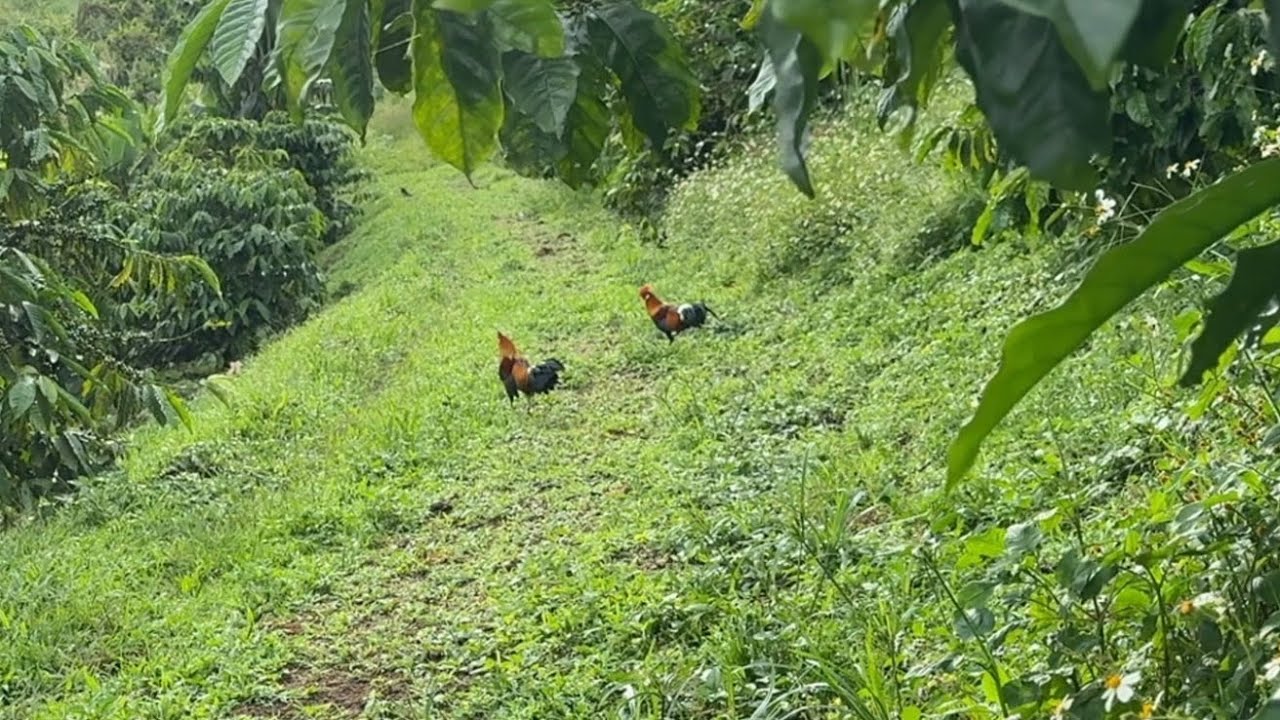 Phương lele TV bẫy gà rừng đầu mùa đụng em bổi cực sung 