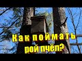 Ловушка на пчёл! Как и куда её установить, чтоб поймать бродячий рой.