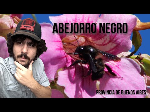 Abejorro negro 4K (Bombus atratus) pauloensis Moscardón, Guanquero, Mangangá, Bumblebee, Mamangaba hqdefault