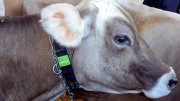 Smart collars help Tunisian farmers track cows