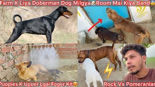 Farm Ki Guarding K Liya New Doberman Dog Milgya🐶rock Se Chupa Kar Room Mai Kiya Band Dog😨