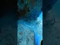 #Ocean#music #animals #history