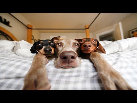 Hilarious Animal Antics: