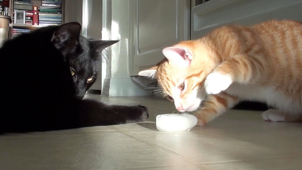 Kitten's First Ice Cube YouTube
