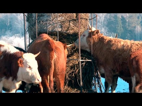 160302 Казахские белоголовые