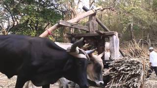 Trapiche de cana de azucar