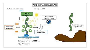 Cosa formano le alghe unicellulari?