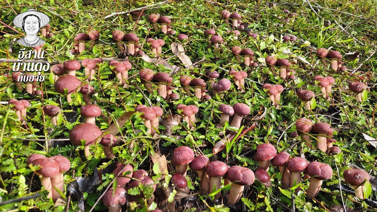 เห็ดเกิดเต็มป่า! ได้เก็บเห็ดผึ้งขมคักๆ 31/5/2025