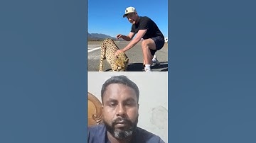 "Tiger Racing Challenge with MrBeast! 🏎️😱"#trending #mrbeast #funny #ytshorts