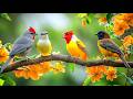 Unlock Deep Work Birdsong Piano For Stress Free Productivity 