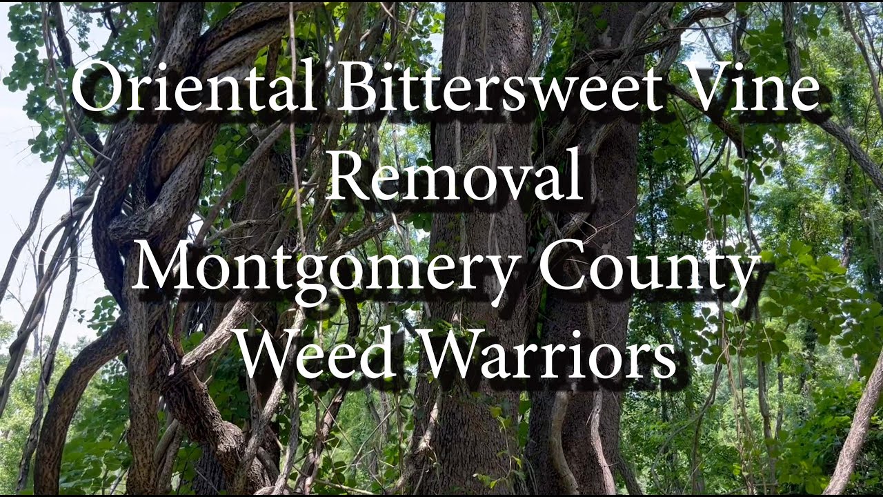 Removal of Oriental Bittersweet vines NWB Recreational Park Weed Warriors YouTube
