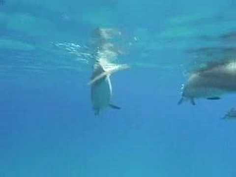 Dolphin Dream Mix 3.1 music video