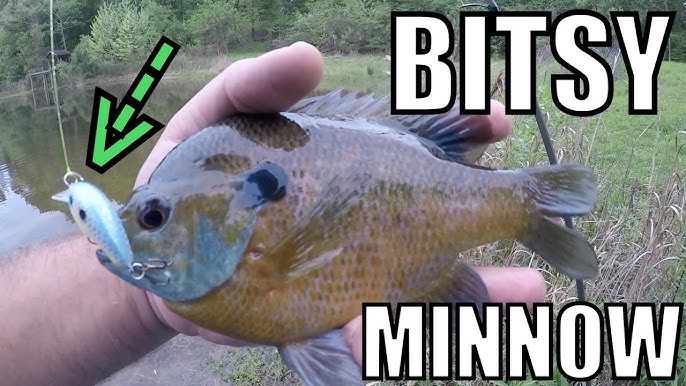 Strike King Bitsy Minnow Catches Bass, Crappie, and Bluegill 