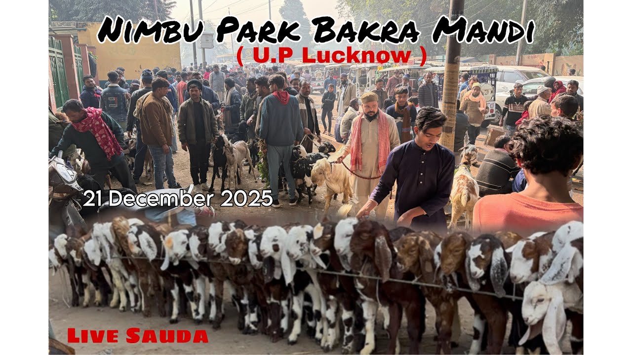 21/12/2025 , Sunday Nimbu Park Bakra Mandi Update | रविवार नींबू पार्क लखनऊ बकरा मंडी 2025 Update