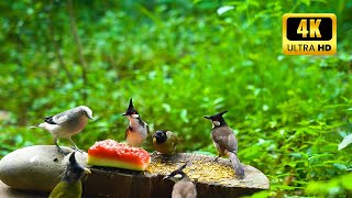 Cat TV for Cats to Watch 😺 Cute Birds, Funny Birds 4K - 11 hour