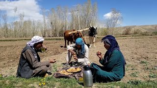 Homesteading in Afghanistan  First Day Back At Farming!