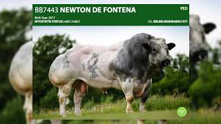Episode 4 of our 2023 Beef Sire Series - Belgian Blue